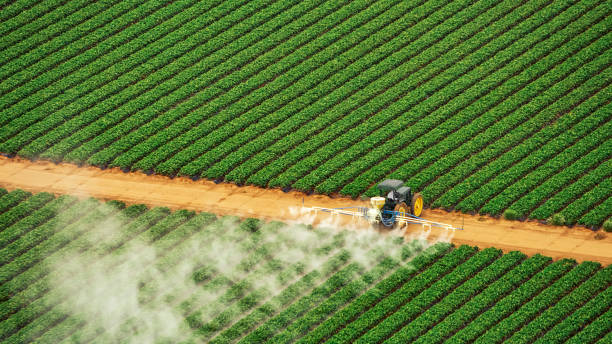 Best Termite Control Services  in Caddo Mills, TX