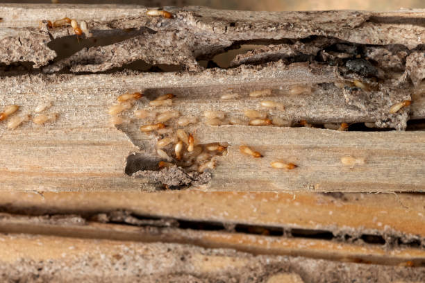 Best Pest Removal Services  in Caddo Mills, TX
